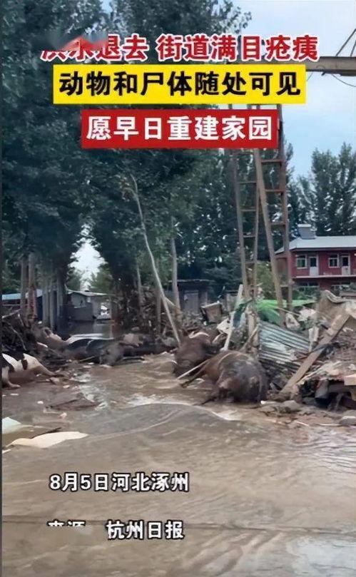 涿州灾害爆料最新,紧急救援行动全面展开