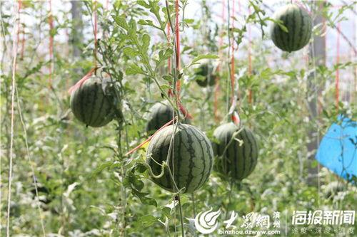 晨曦网红吃瓜链接视频,揭秘娱乐圈幕后真相
