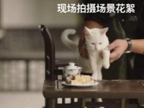 网友爆料猫咪死了视频,网友曝视频见证悲伤瞬间