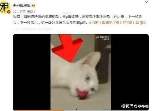 网友爆料猫咪死了视频,网友曝视频见证悲伤瞬间
