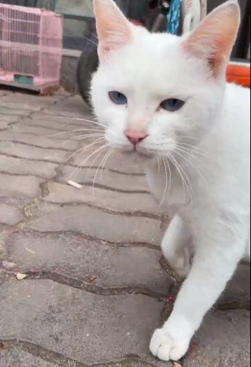 网友爆料猫咪死了视频,网友曝视频见证悲伤瞬间