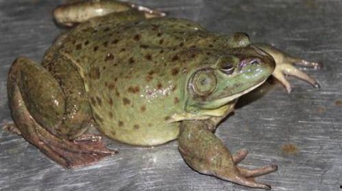 人工养殖牛蛙爆料视频播放