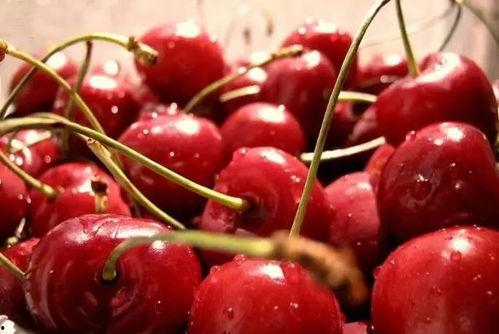 樱桃成熟爆料视频大全,视频大全带你领略鲜果魅力