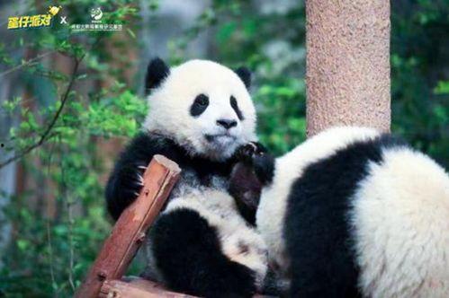 蛋仔熊猫爆料视频下载,揭秘神秘视频背后的精彩内容