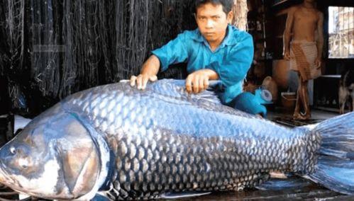 《鱼》在线观看